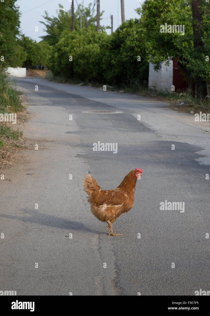 Chicken road spiel casino - Entdecke das Gefühl auf der Chicken Road Casino Deutschland Online Plattform